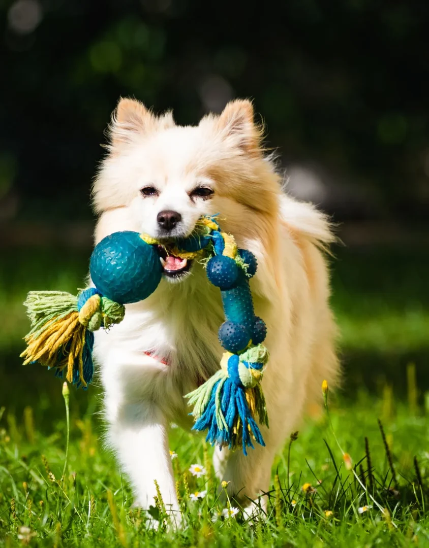 dog with toy at pet friendly apartments in syracuse ny